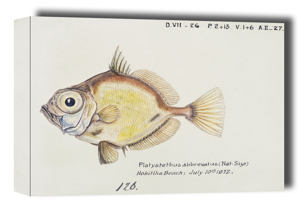 Antique fish Platystethus abbrevatus, F. E. Clarke - obraz na płótnie Wymiar do wyboru: 70x50 cm