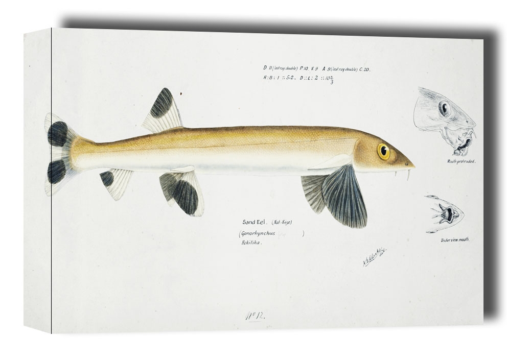 Antique fish gonorynchus fosteri sand fish, F. E. Clarke - obraz na płótnie Wymiar do wyboru: 91,5x61 cm