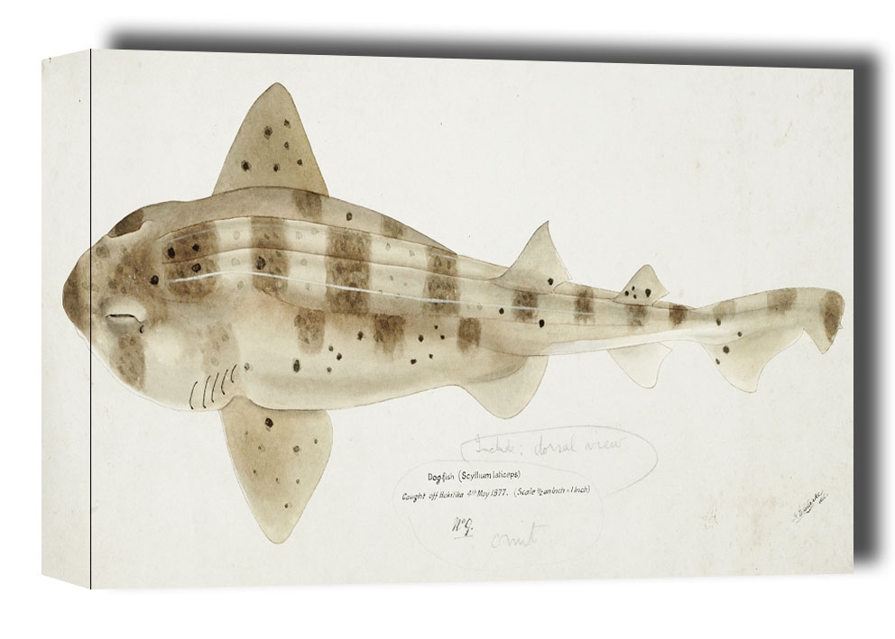 Antique fish Carpet Shark, F. E. Clarke - obraz na płótnie Wymiar do wyboru: 120x90 cm