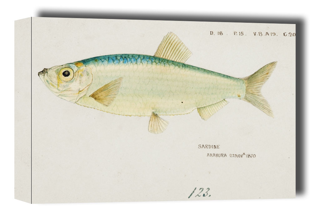 Antique fish Sardine , F. E. Clarke - obraz na płótnie Wymiar do wyboru: 91,5x61 cm