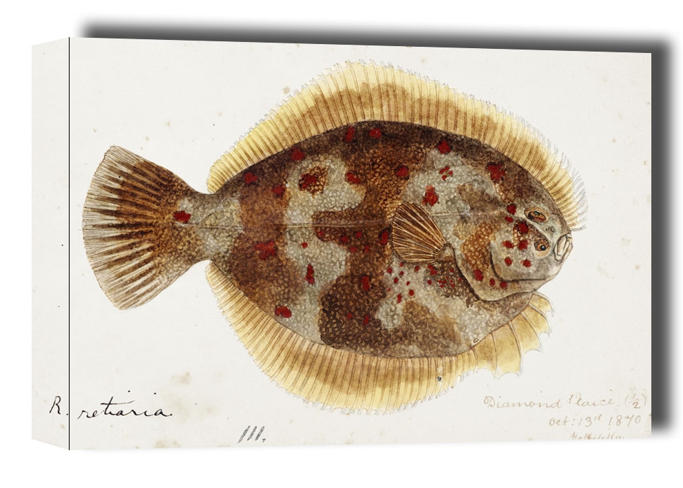 Antique fish Rhombosolea retiaria, F. E. Clarke - obraz na płótnie Wymiar do wyboru: 30x20 cm