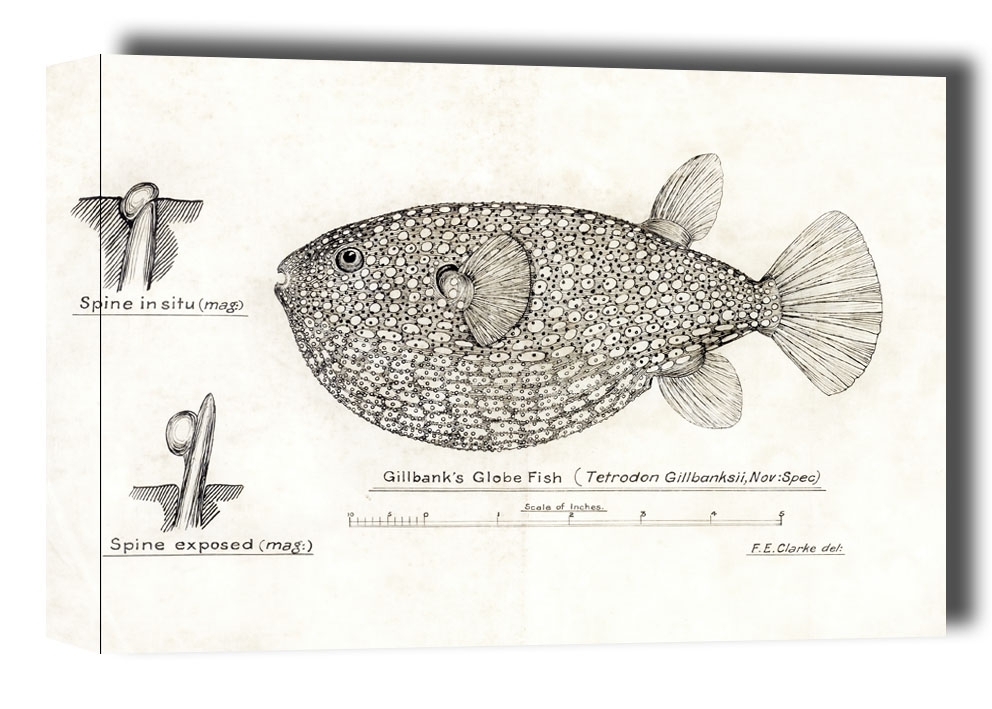 Antique Gillbanks Globe fish, F. E. Clarke - obraz na płótnie Wymiar do wyboru: 30x20 cm