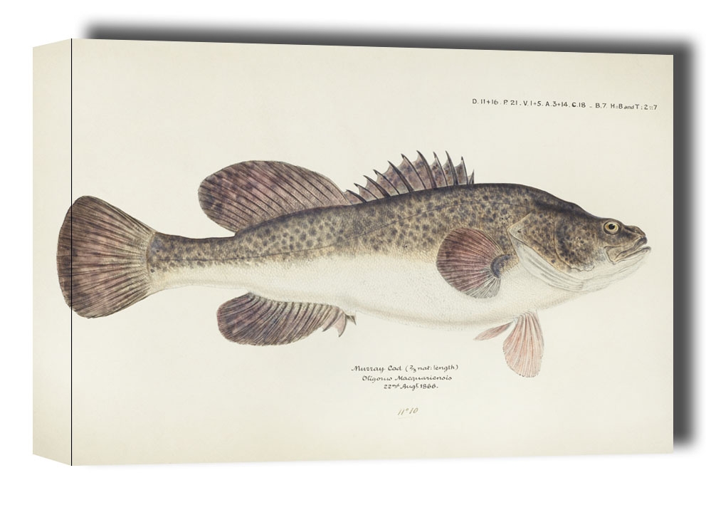 Antique fish maccullochella sp, F. E. Clarke - obraz na płótnie Wymiar do wyboru: 50x40 cm