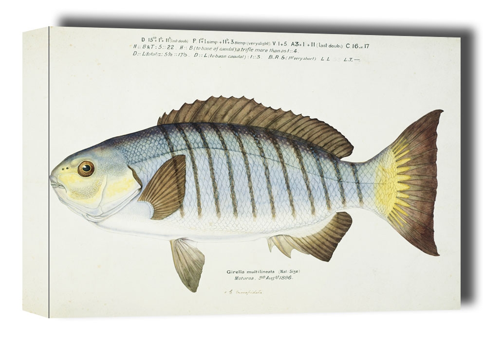 Antique fish Blackfish, F. E. Clarke - obraz na płótnie Wymiar do wyboru: 50x40 cm