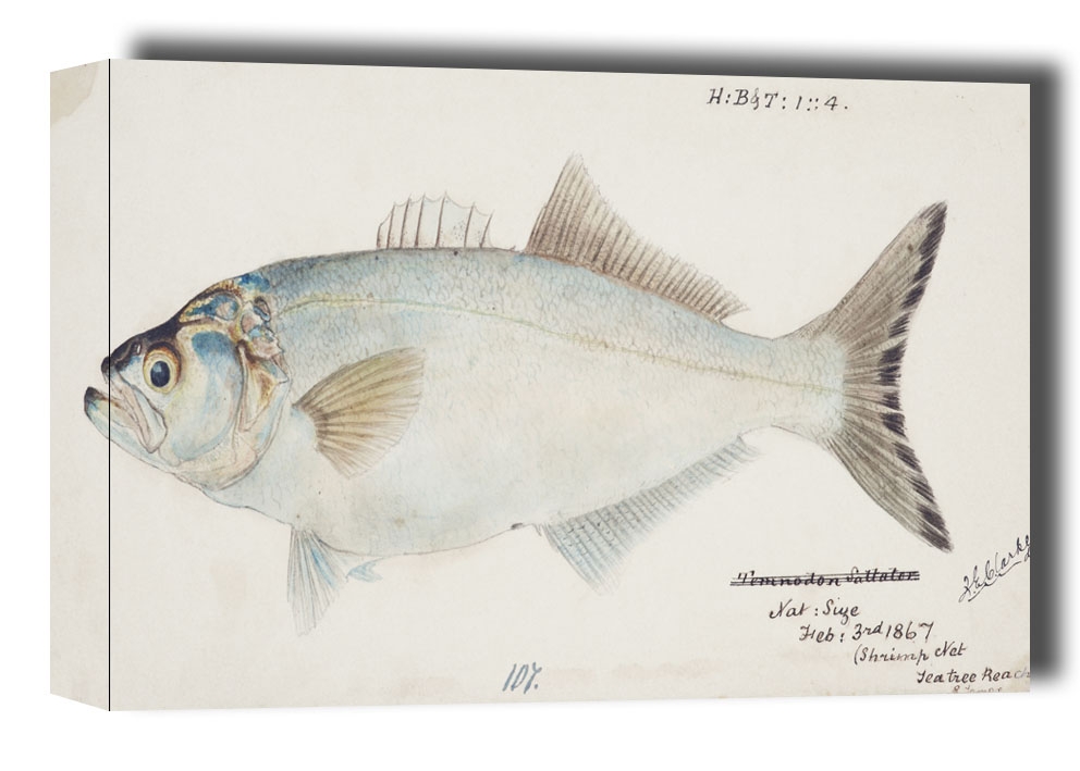 Antique fish possibly pomatomus saltatrix tailor, F. E. Clarke - obraz na płótnie Wymiar do wyboru: 120x90 cm