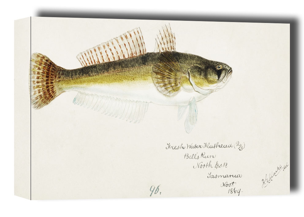 Antique fish platycephalus bassensis, F. E. Clarke - obraz na płótnie Wymiar do wyboru: 30x20 cm