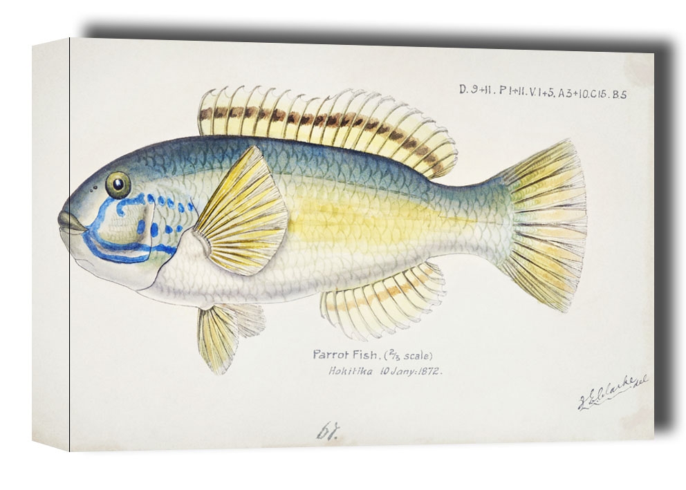 Antique fish Possibly Notolabrus, F. E. Clarke - obraz na płótnie Wymiar do wyboru: 91,5x61 cm