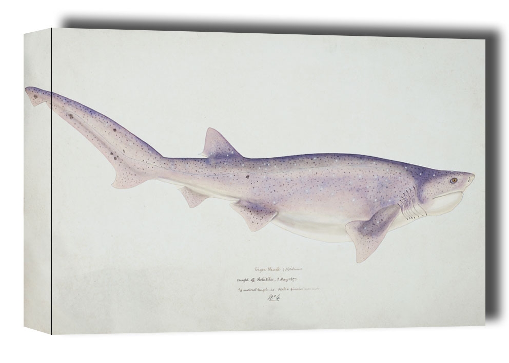 Antique fish Tiger Shark, F. E. Clarke - obraz na płótnie Wymiar do wyboru: 80x60 cm