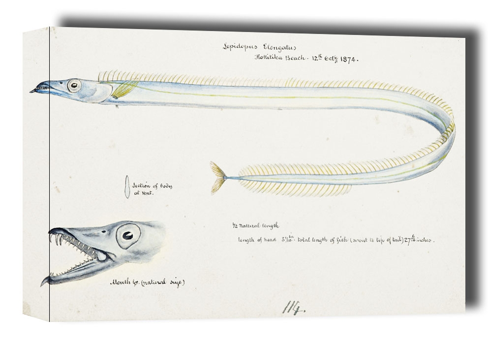 Antique fish Benthodesmus Elongatus, F. E. Clarke - obraz na płótnie Wymiar do wyboru: 40x30 cm
