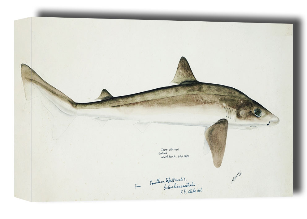 Antique fish Requiem Shark, F. E. Clarke - obraz na płótnie Wymiar do wyboru: 91,5x61 cm