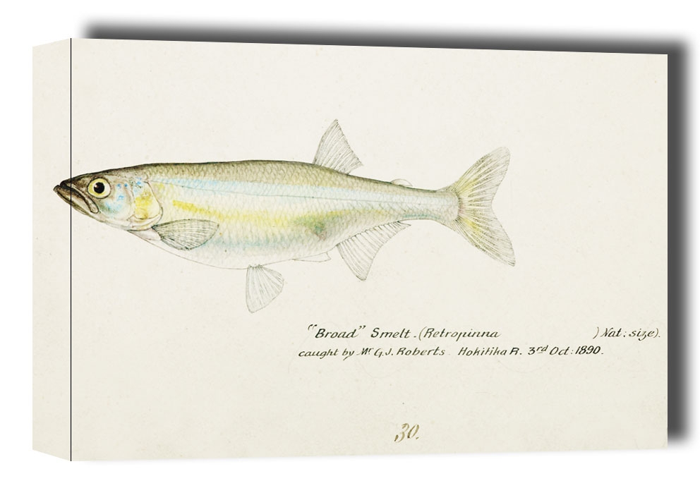 Antique fish Retropinna Retropinna, F. E. Clarke - obraz na płótnie Wymiar do wyboru: 120x90 cm