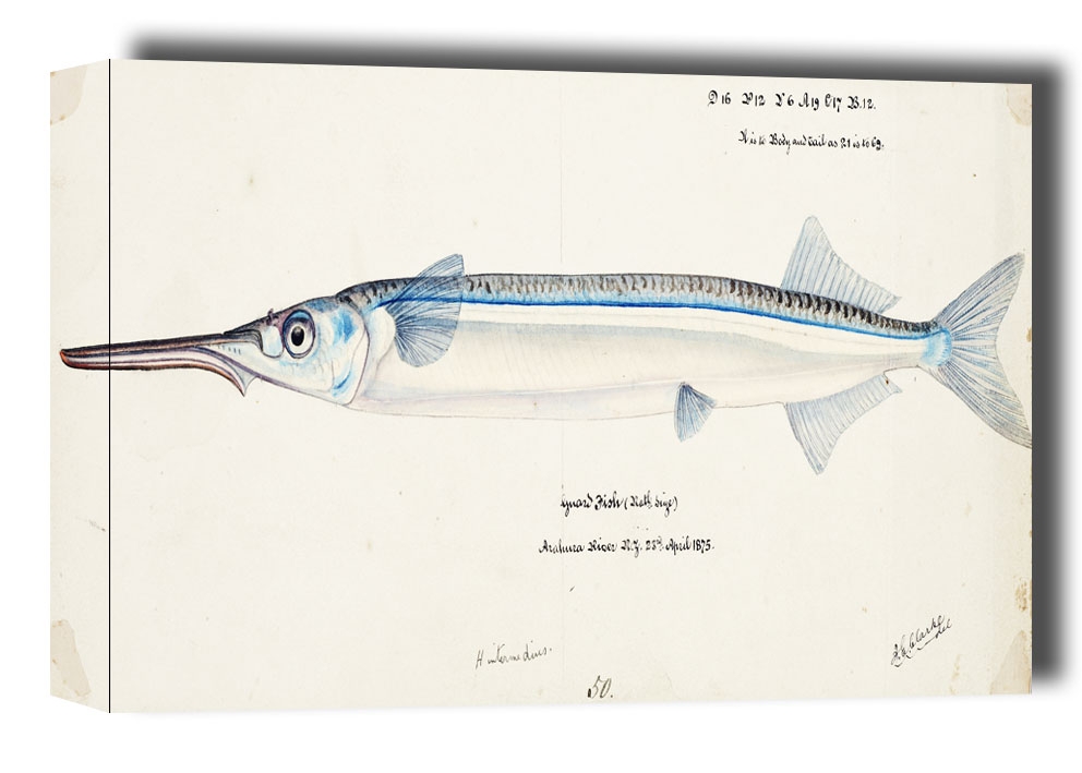 Antique fish Hyporhamphus Melanochir, F. E. Clarke - obraz na płótnie Wymiar do wyboru: 50x40 cm