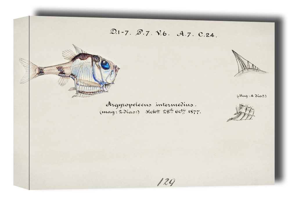 Antique drawing watercolor common hatchetfish marine life, F. E. Clarke - obraz na płótnie Wymiar do wyboru: 30x20 cm