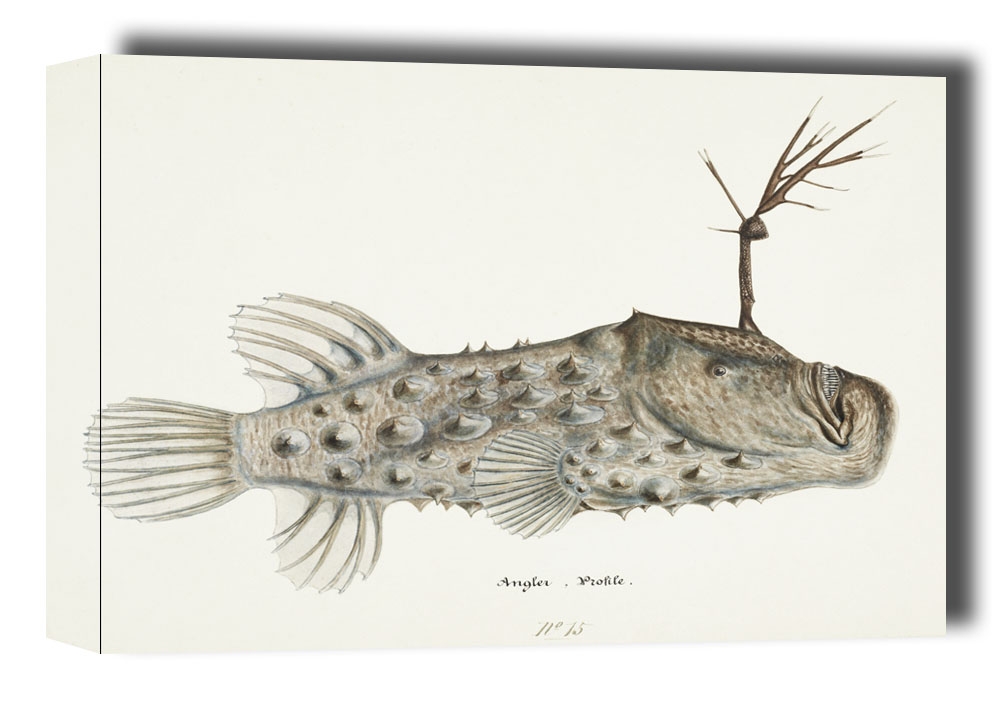 Antique Prickly anglerfish, F. E. Clarke - obraz na płótnie Wymiar do wyboru: 80x60 cm