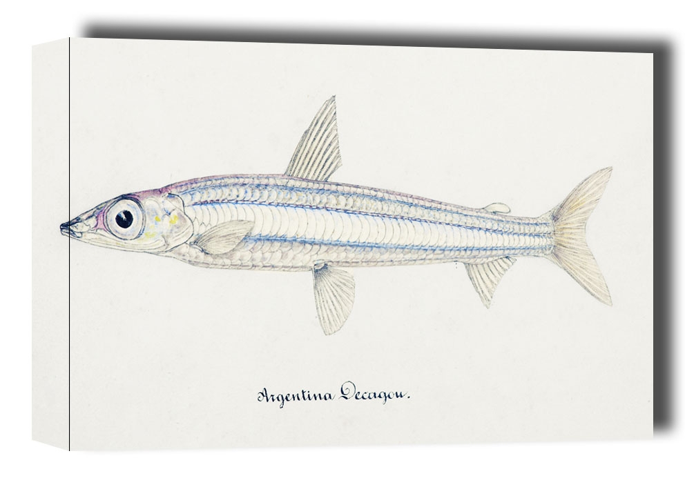 Antique drawing watercolor fish Argentina Elongata marine life, F. E. Clarke - obraz na płótnie Wymiar do wyboru: 40x30 cm