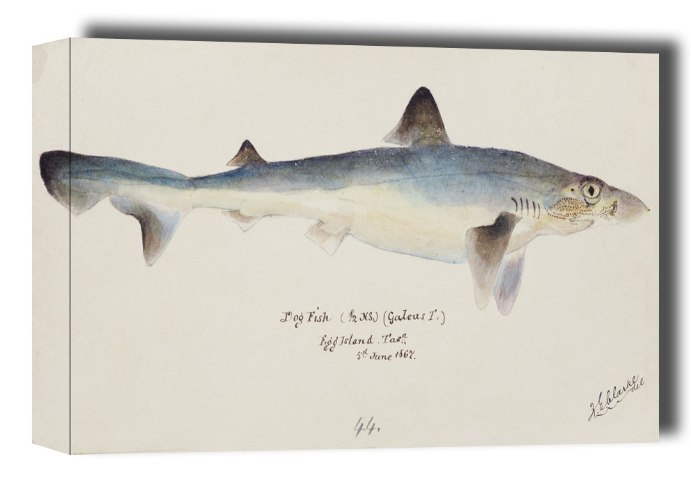 Antique fish galeorhinus galeus requiem shark, F. E. Clarke - obraz na płótnie Wymiar do wyboru: 50x40 cm