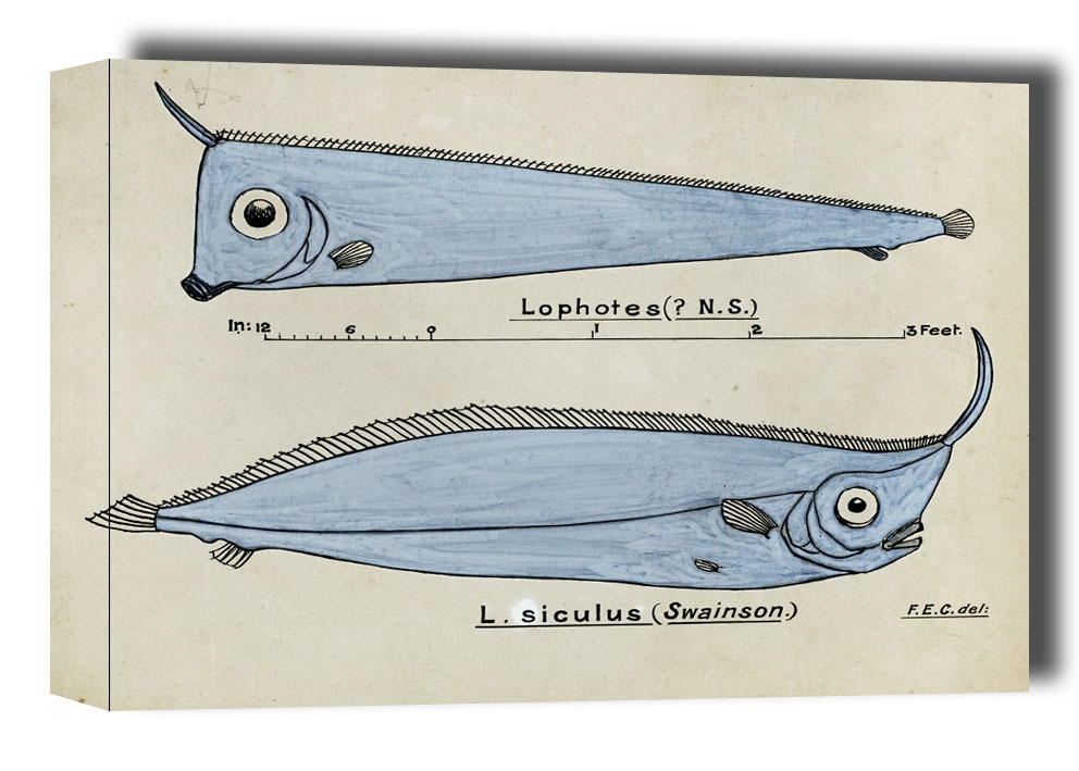 Antique fish Crested Bandfish, F. E. Clarke - obraz na płótnie Wymiar do wyboru: 91,5x61 cm