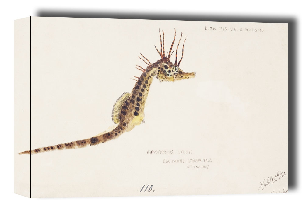Antique fish hippocampus abdominalis seahorse, F. E. Clarke - obraz na płótnie Wymiar do wyboru: 50x40 cm