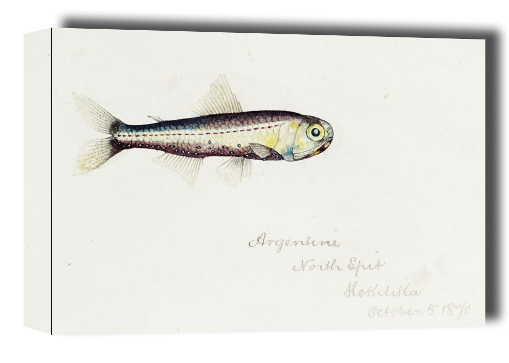 Antique fish Maurolicus muelleri, F. E. Clarke - obraz na płótnie Wymiar do wyboru: 30x20 cm
