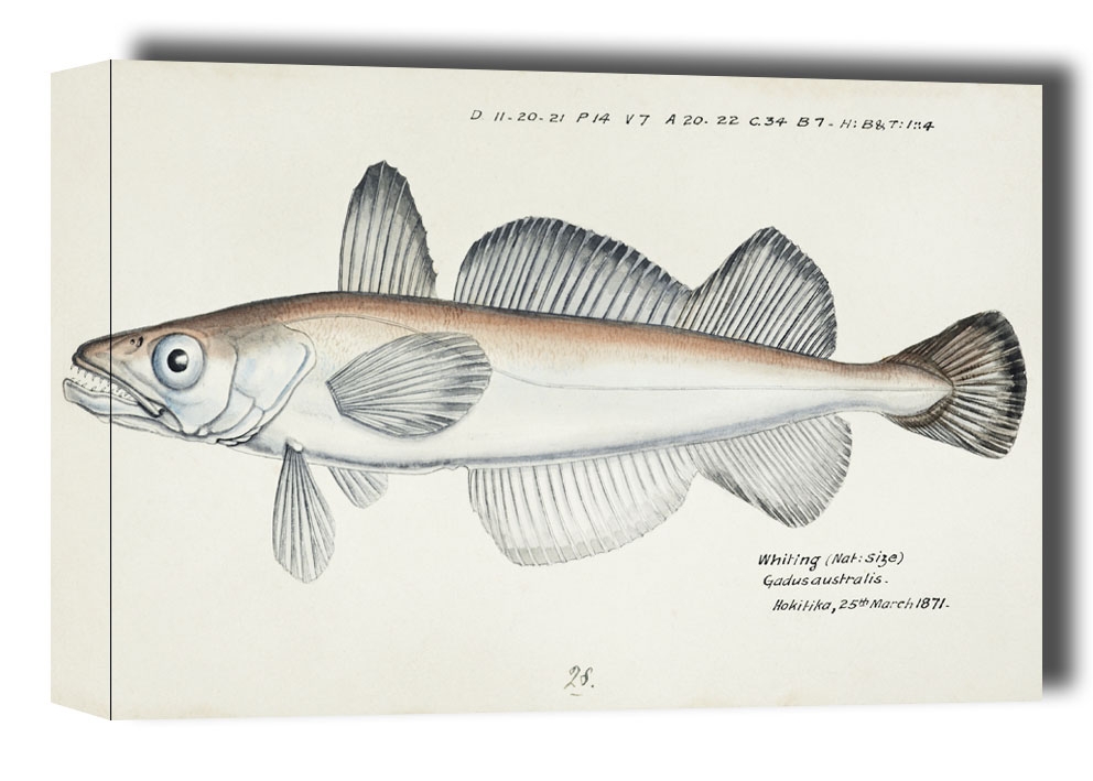 Antique fish Merluccius australis, F. E. Clarke - obraz na płótnie Wymiar do wyboru: 80x60 cm