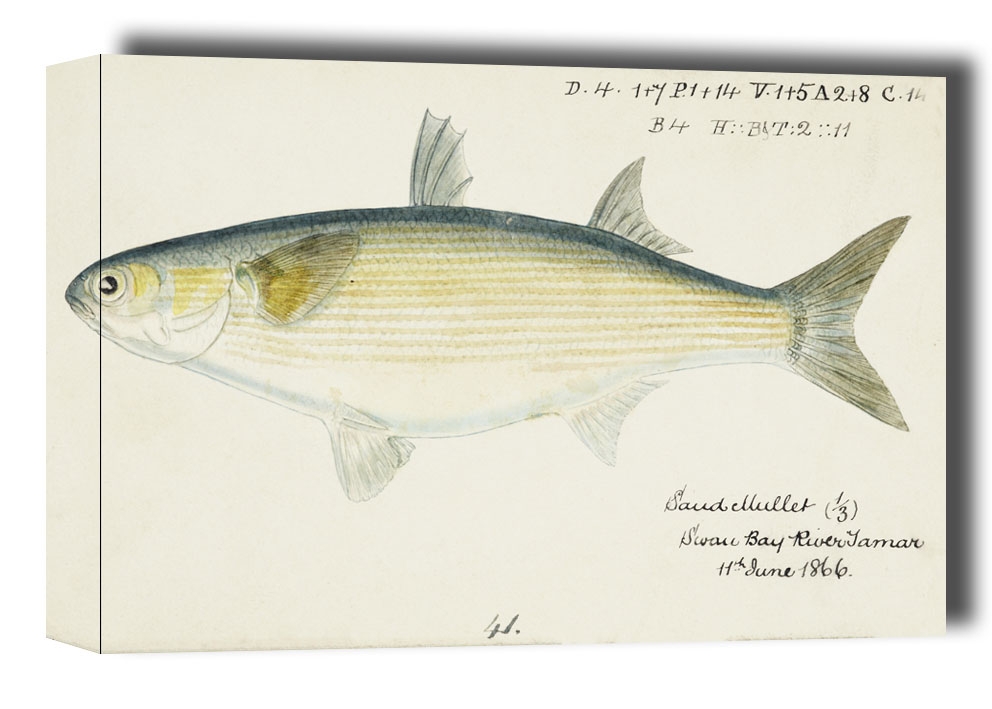 Antique fish myxus elongatus sand mullet, F. E. Clarke - obraz na płótnie Wymiar do wyboru: 60x40 cm