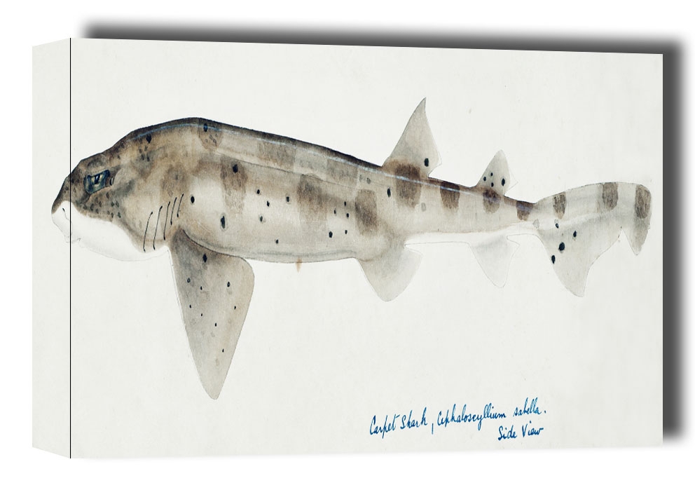 Antique fish Carpet Shark, F. E. Clarke - obraz na płótnie Wymiar do wyboru: 50x40 cm