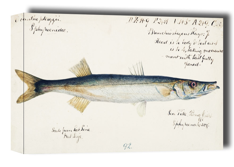 Antique fish Sphyraena novaehollandiae, F. E. Clarke - obraz na płótnie Wymiar do wyboru: 40x30 cm