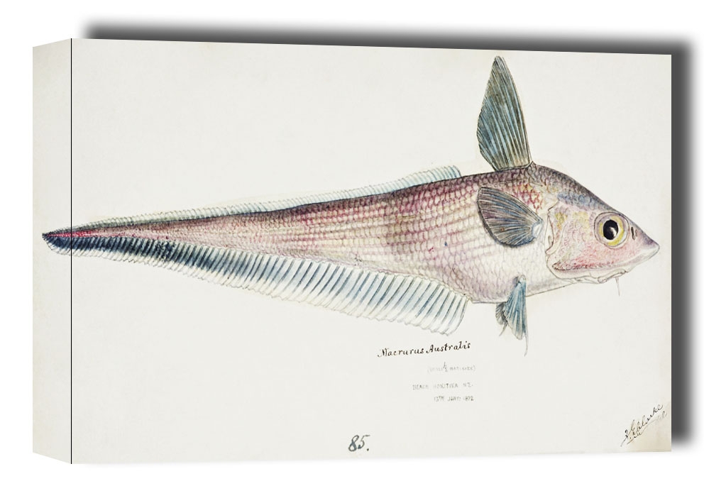 Antique fish Coelorinchus, F. E. Clarke - obraz na płótnie Wymiar do wyboru: 50x40 cm