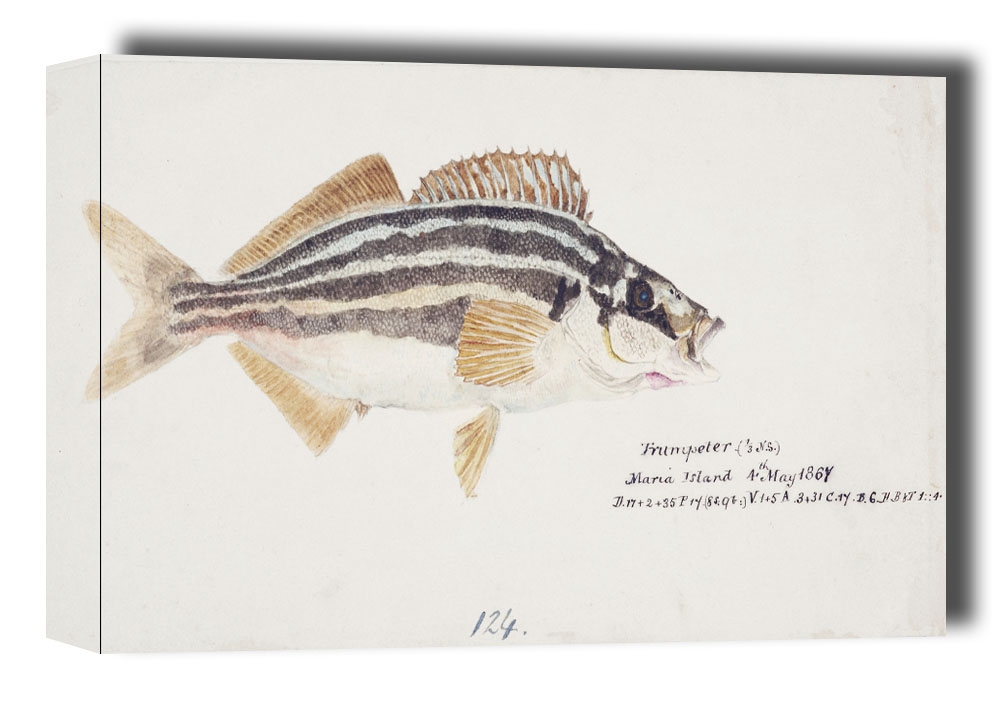 Antique fish latris lineata common trumpeter, F. E. Clarke - obraz na płótnie Wymiar do wyboru: 30x20 cm