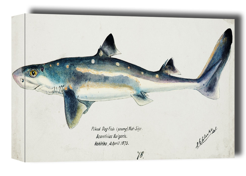 Antique fish Squalus acanthias, F. E. Clarke - obraz na płótnie Wymiar do wyboru: 80x60 cm