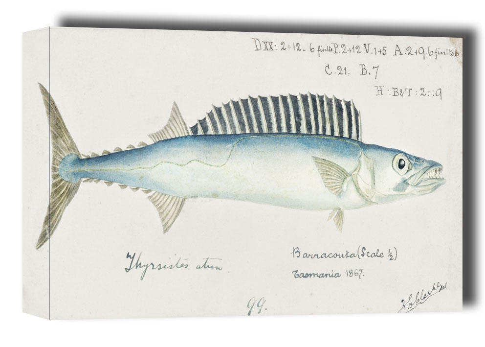 Antique fish thyrsites atun barracouta, F. E. Clarke - obraz na płótnie Wymiar do wyboru: 91,5x61 cm