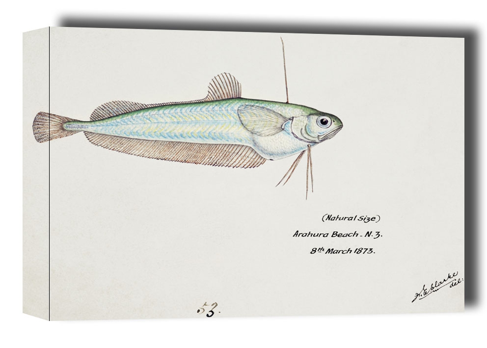 Antique fish Auchenoceros punctatus, F. E. Clarke - obraz na płótnie Wymiar do wyboru: 40x30 cm