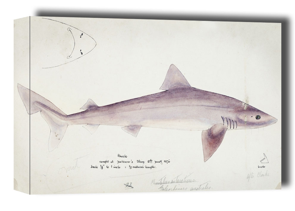 Antique fish Requiem shark, F. E. Clarke - obraz na płótnie Wymiar do wyboru: 80x60 cm