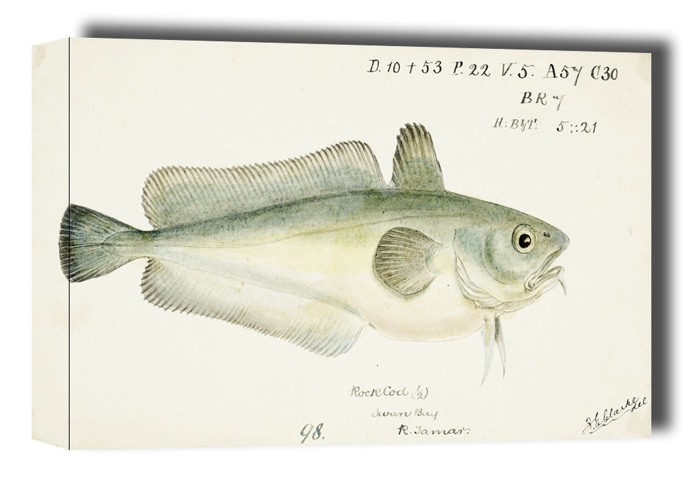 Antique fish Pseudophycis barbata, F. E. Clarke - obraz na płótnie Wymiar do wyboru: 91,5x61 cm