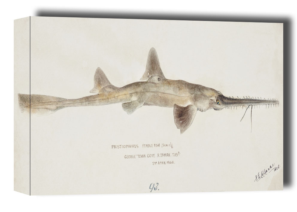 Antique fish pristiophorus nudipinnis, F. E. Clarke - obraz na płótnie Wymiar do wyboru: 70x50 cm