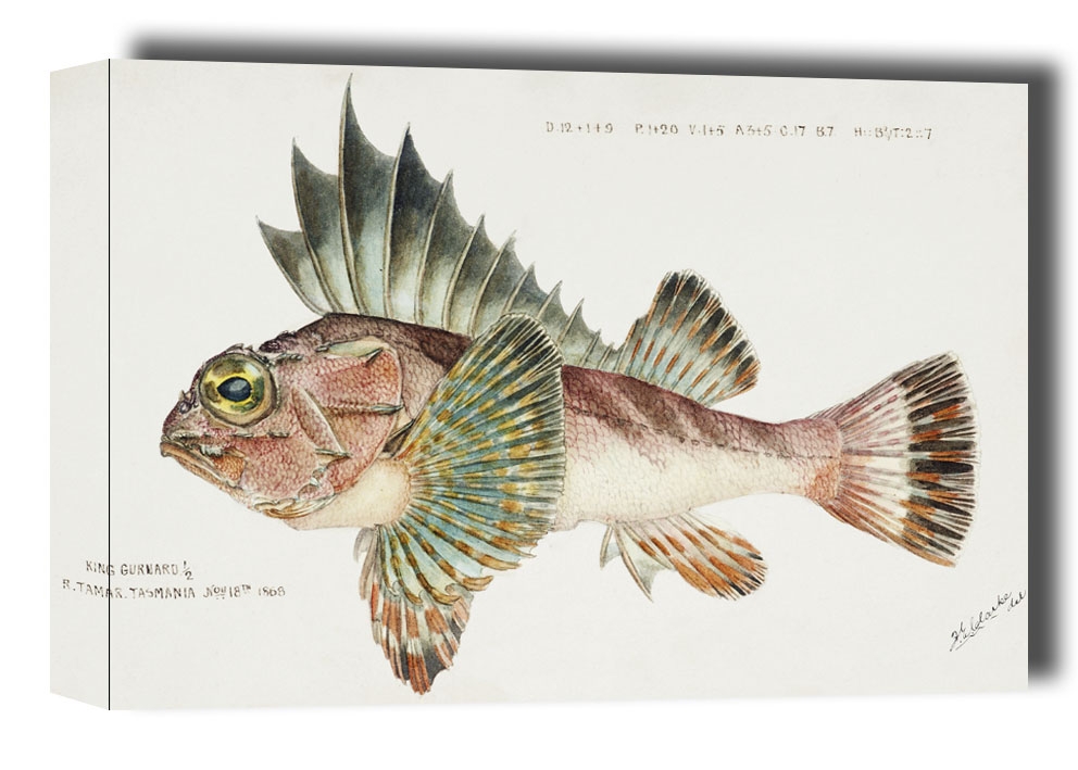 Antique fish neosebastes scorpaenoides ruddy gurnard perch, F. E. Clarke - obraz na płótnie Wymiar do wyboru: 120x90 cm