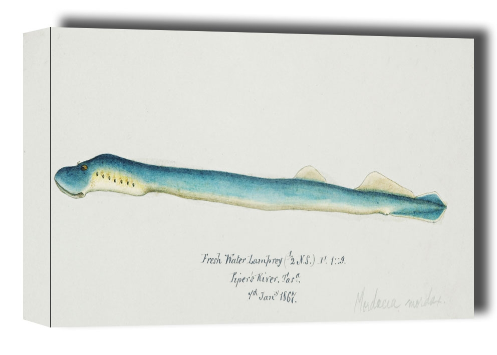 Antique fish geotria australis fresh water lamprey, F. E. Clarke - obraz na płótnie Wymiar do wyboru: 50x40 cm