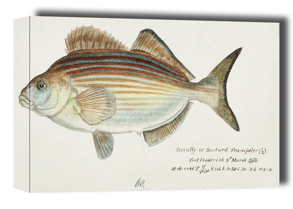 Antique fish latridopsis forsteri copper mok, F. E. Clarke - obraz na płótnie Wymiar do wyboru: 60x40 cm