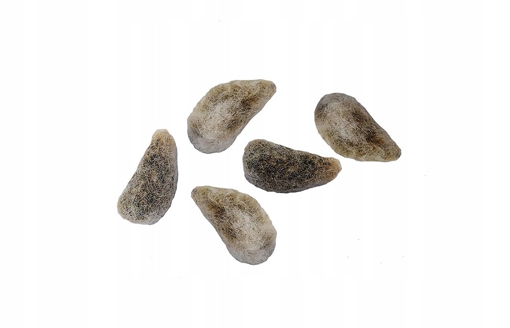 Nasiona Bawełna Indyjska Ozdobna Roślinka Doniczka