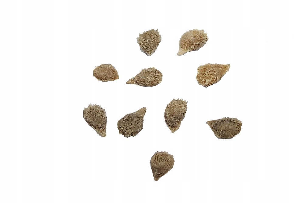 Nasiona Pomidor Żółty Koktajlowy Megagroniasty