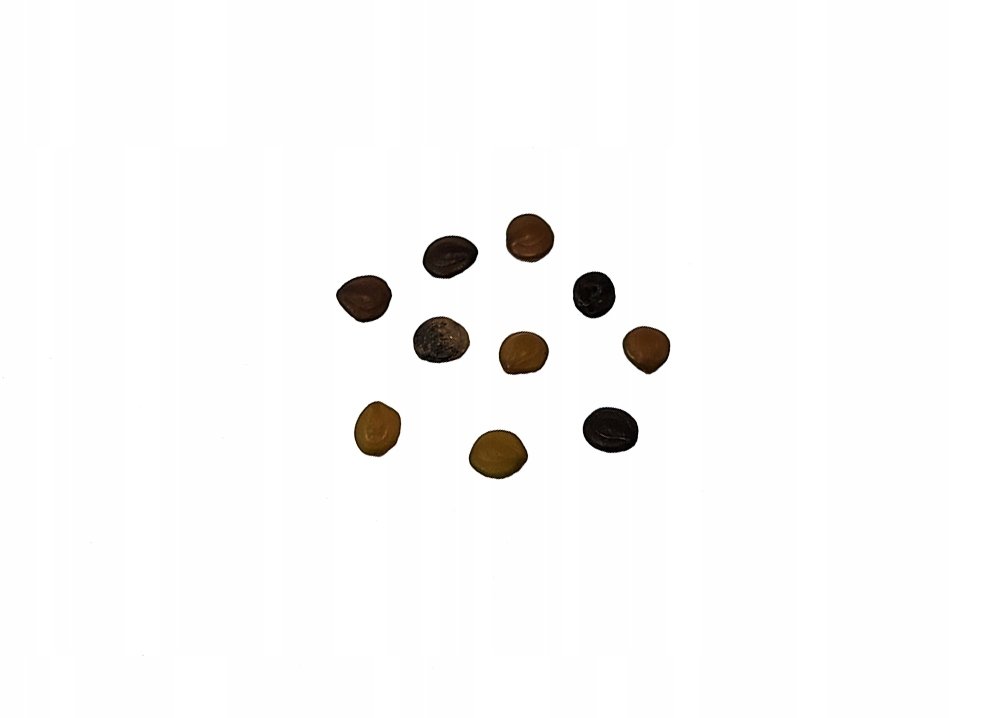 Nasiona Mimoza Mimosa Wstydliwa Różowa Czułek