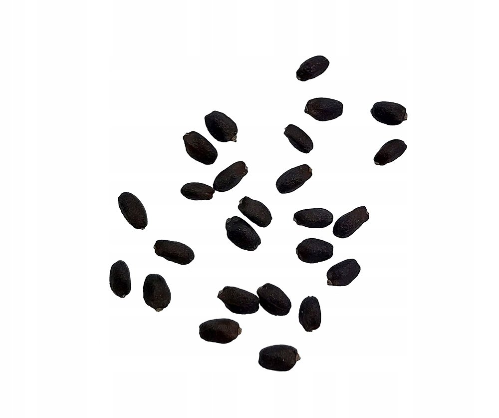 Nasiona bazylia właściwa zielona zwyczajna świeża