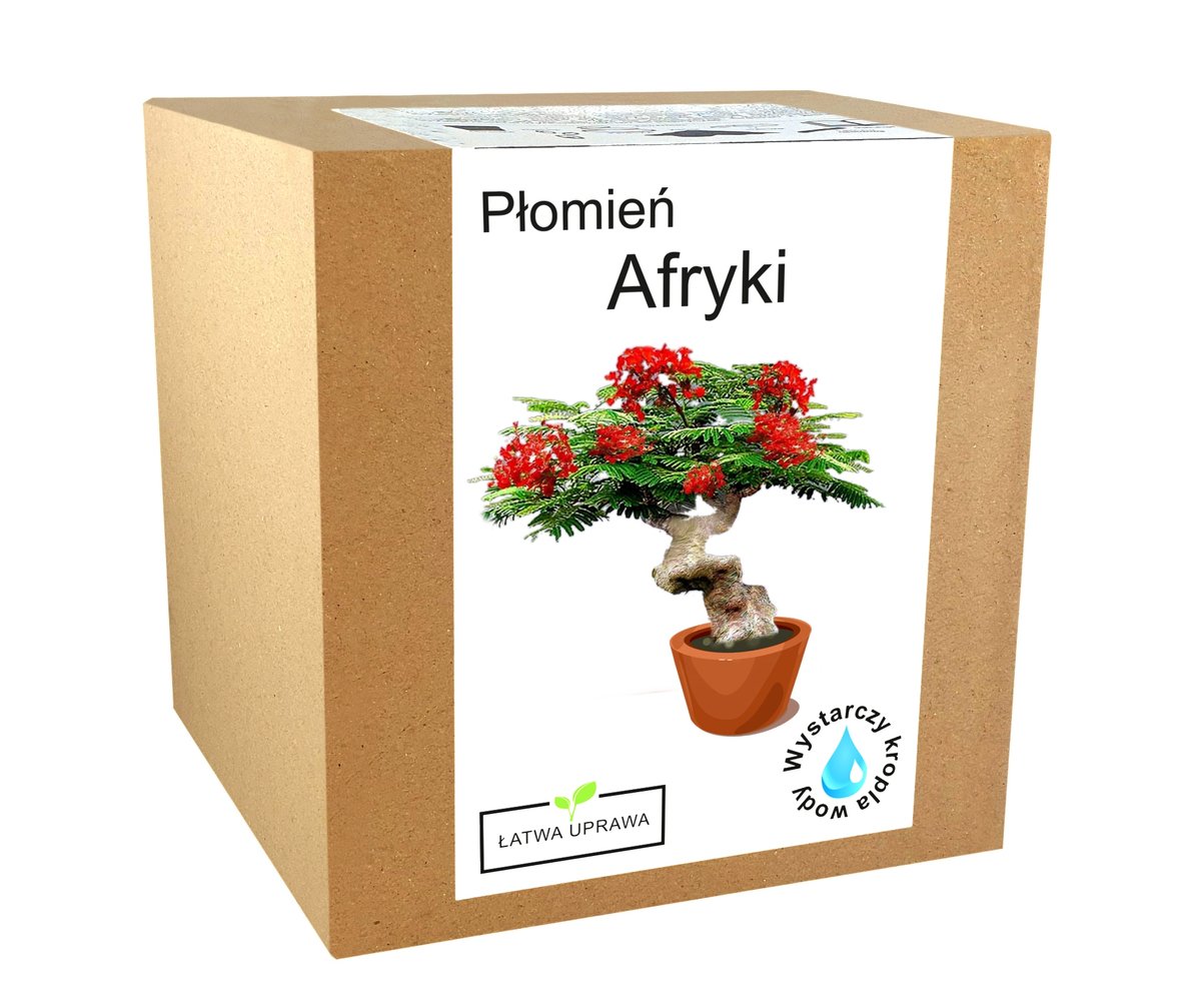 Zestaw do uprawy Płomień Afryki drzewko Bonsai