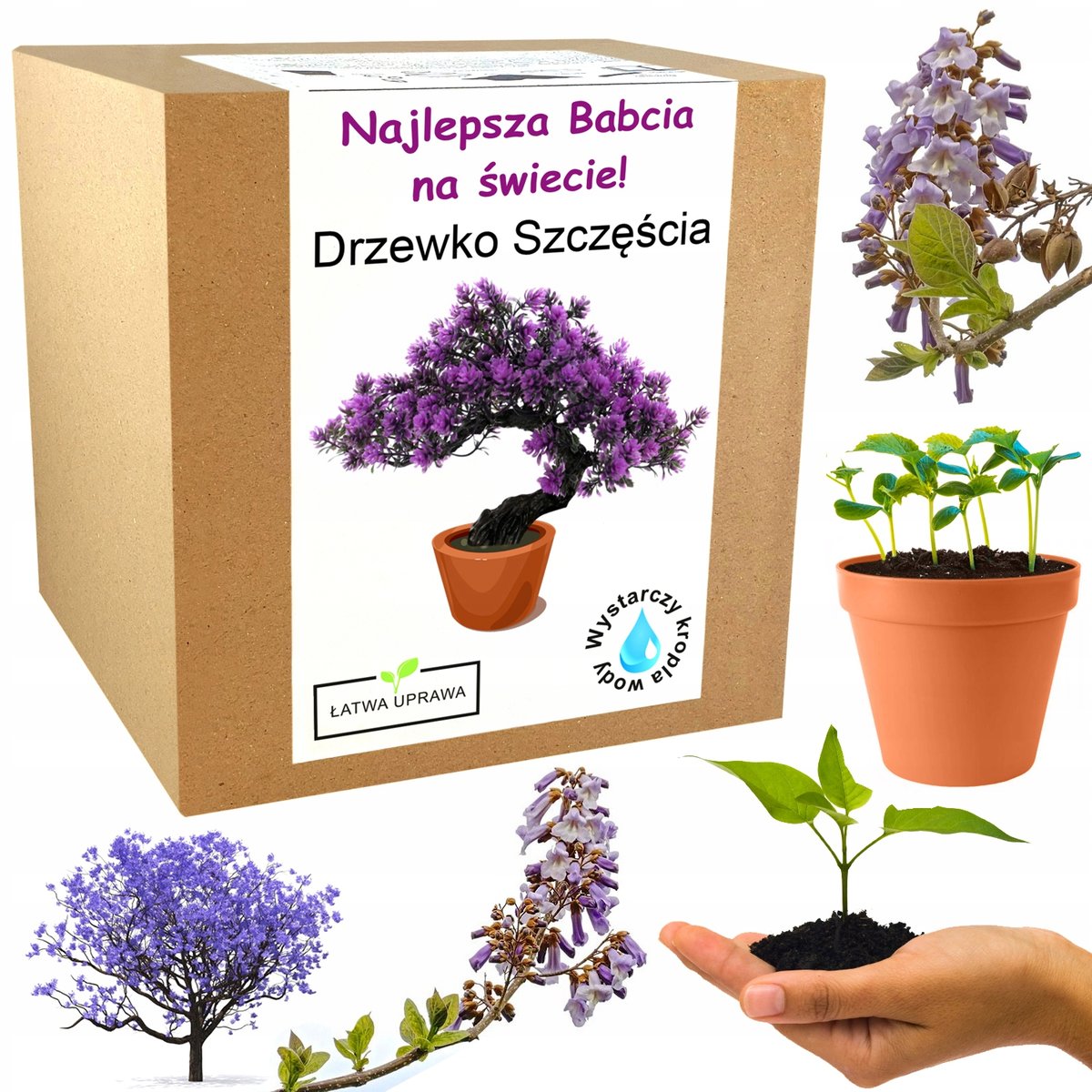 Prezent na Dzień Babci drzewko szczęścia bonsai