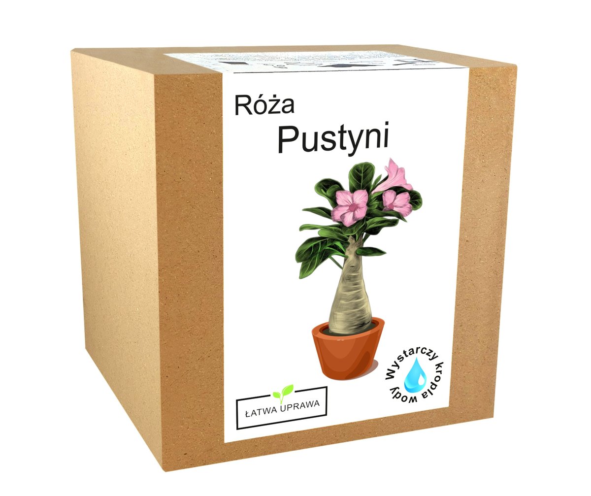 Zestaw Do Uprawy Roślin Róża Pustyni Bonsai Baobab