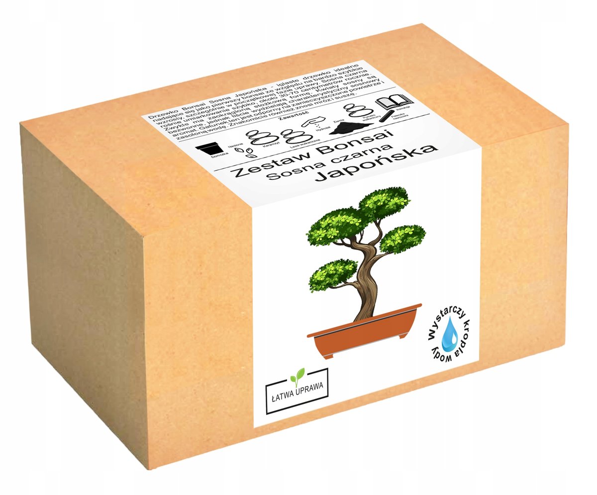 Zestaw do uprawy Bonsai Sosna Czarna Japońska