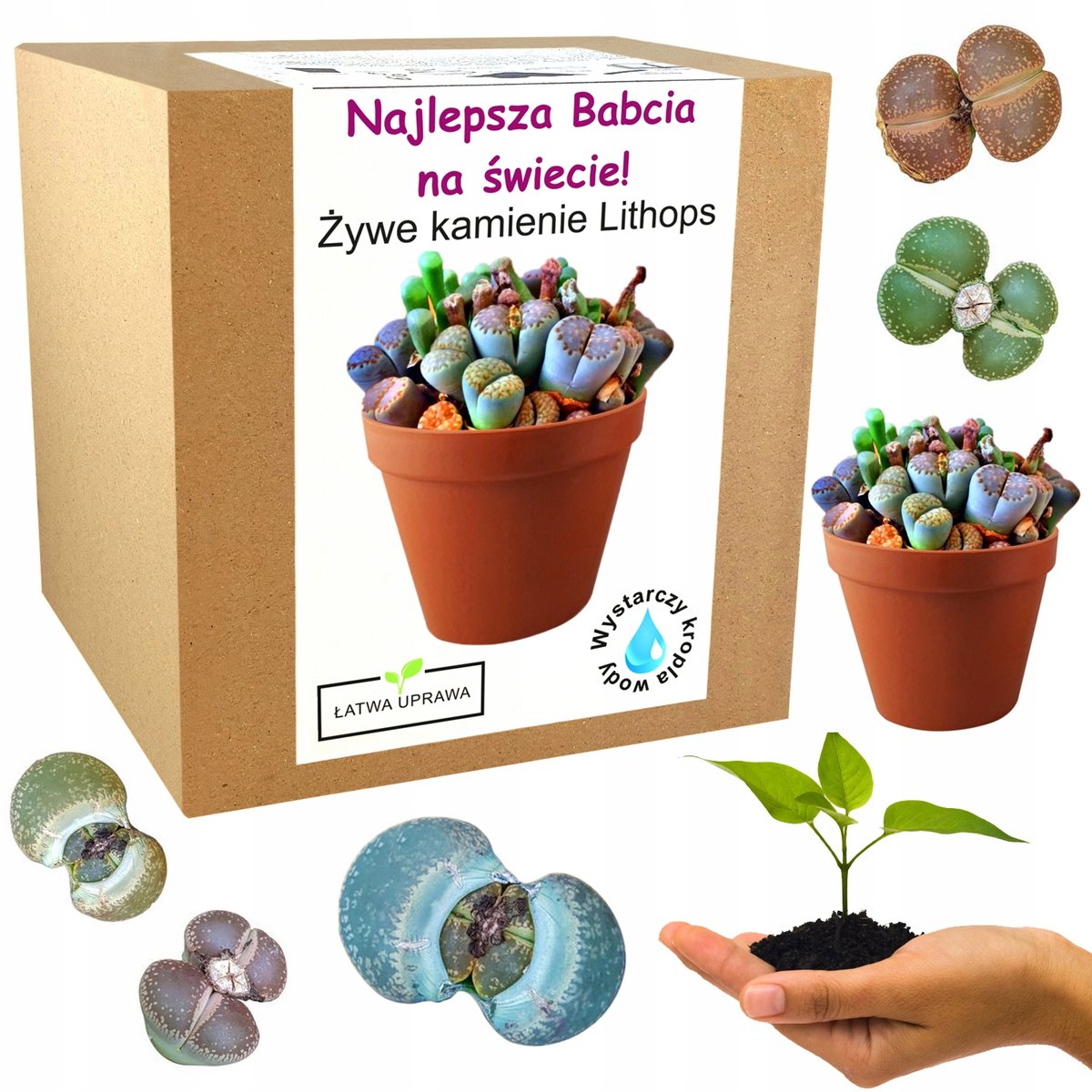 Zestaw do Uprawy Żywe Kamienie prezent dzień babci