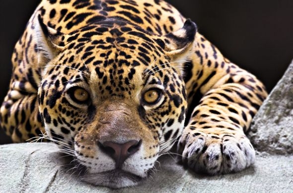 Zdjęcia - Tapeta Jaguar  fototapeta 