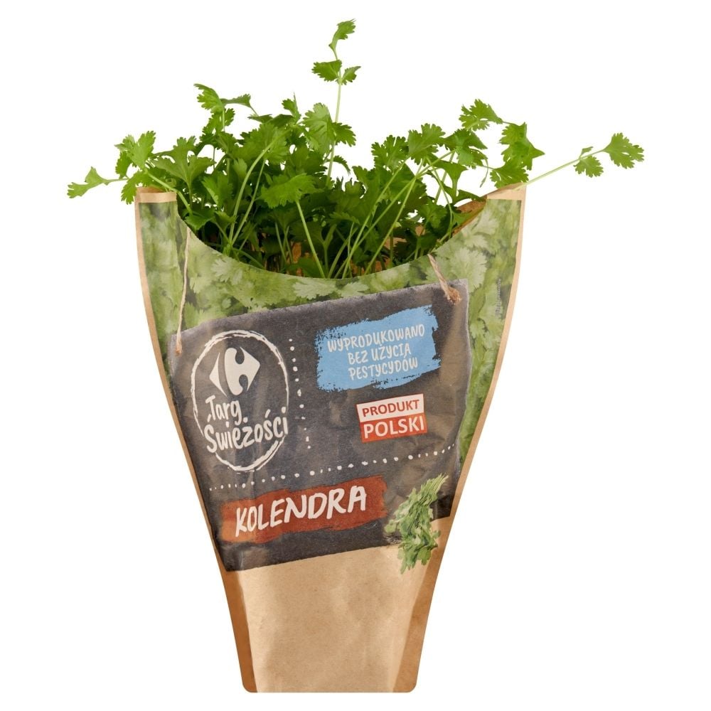 Kolendra Doniczka Baziółka 1 Szt.