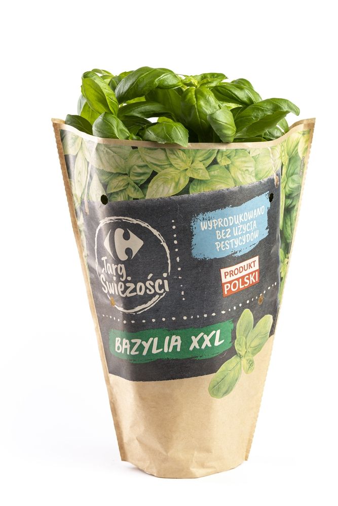 Bazylia Xxl Doniczka Baziółka 1 Szt.